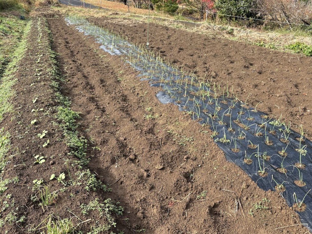 IMG_5462-1024x769 今年の漢字