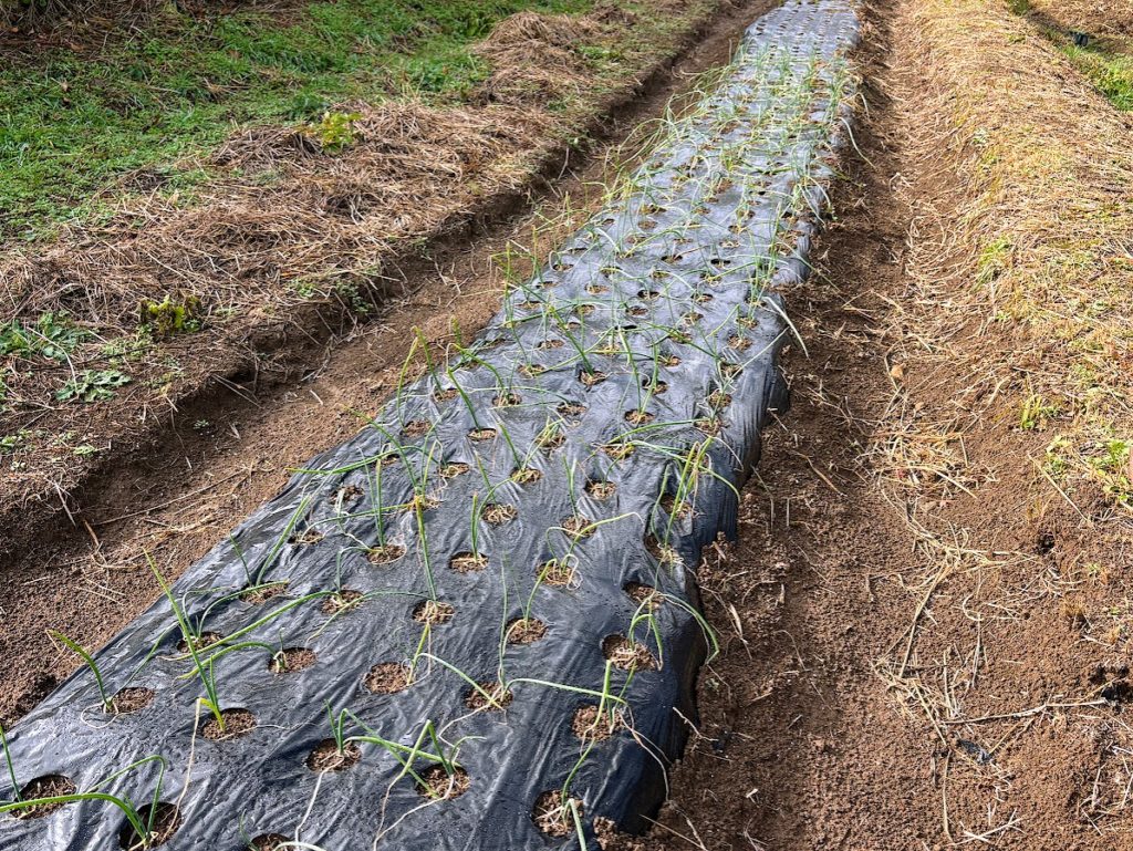 IMG_5463-1024x769 今年の漢字