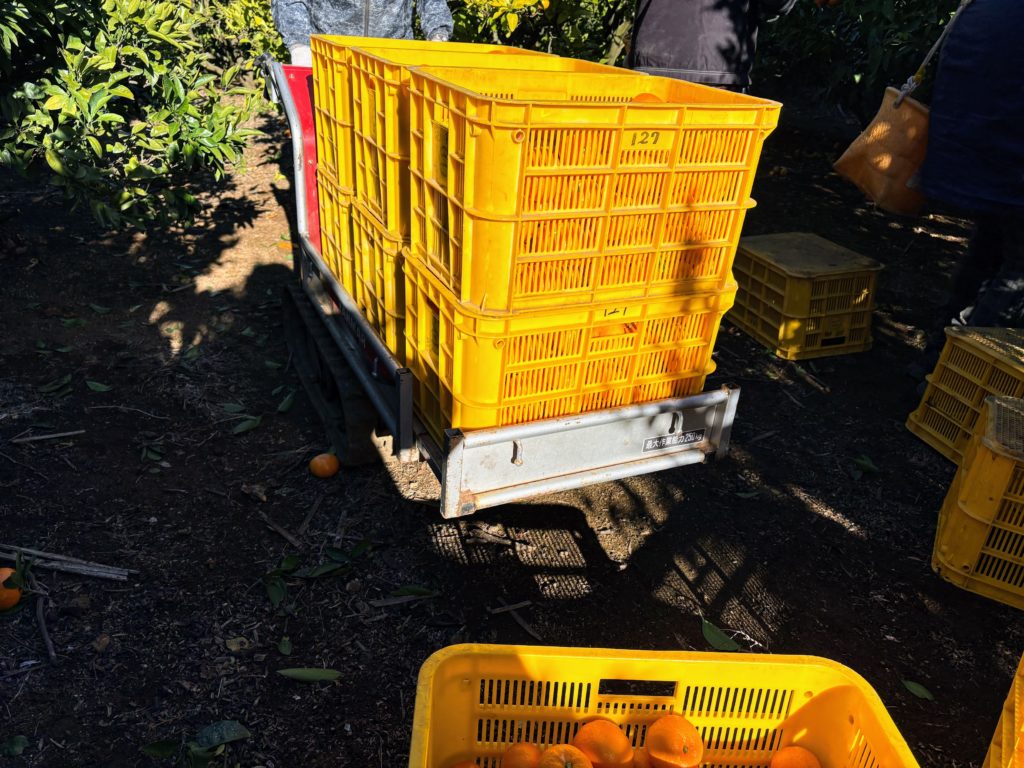 IMG_5475-1024x768 今日から、みかん狩り、再開