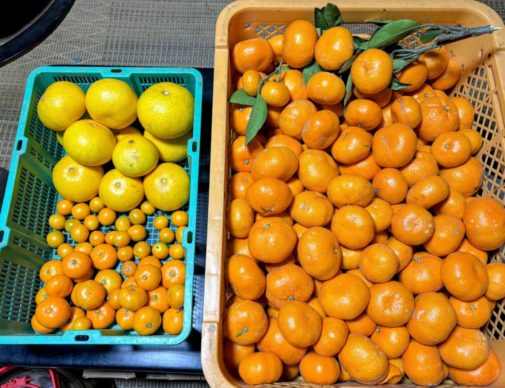 IMG_5477-EDIT-1024x787 今日から、みかん狩り、再開