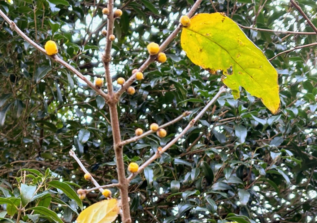 IMG_5481-1024x722 今日もミカンもぎは、お休みです。