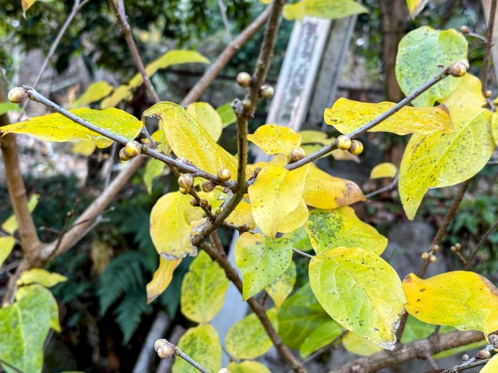 IMG_5482-EDIT-1024x768 今日もミカンもぎは、お休みです。