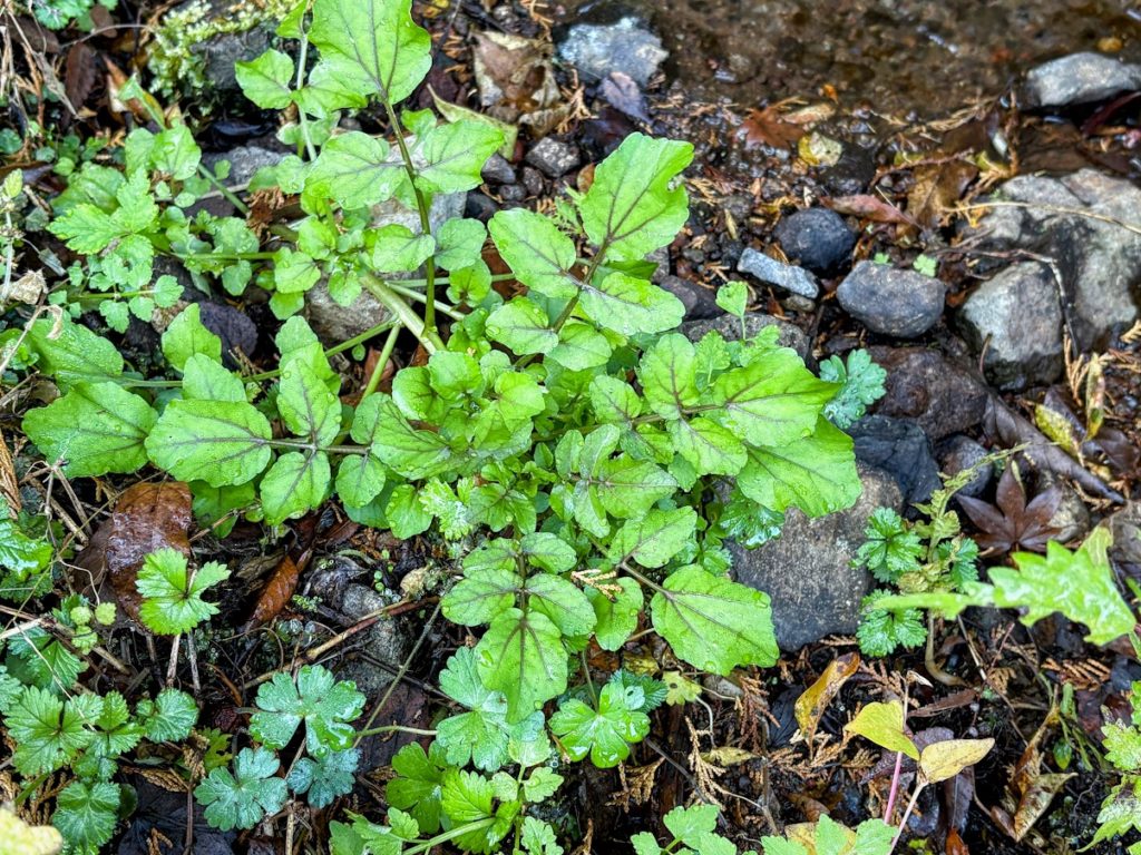 IMG_5486-EDIT-1024x768 今日もミカンもぎは、お休みです。