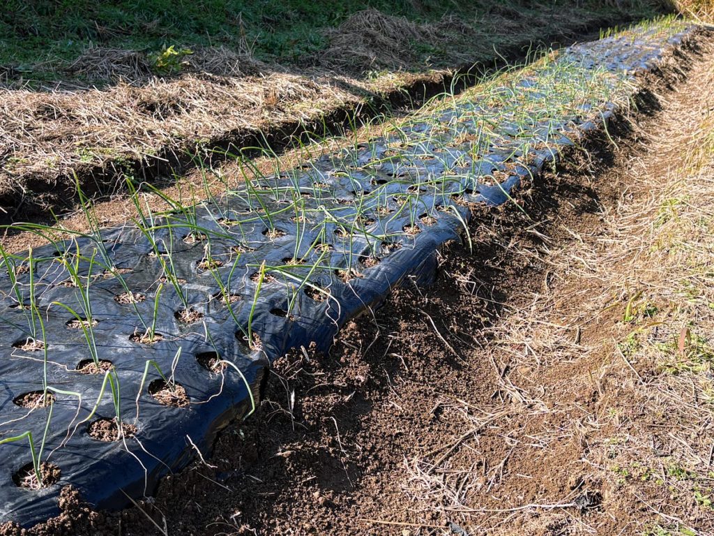 IMG_5490-1024x768 今日もミカンもぎは、お休みです。