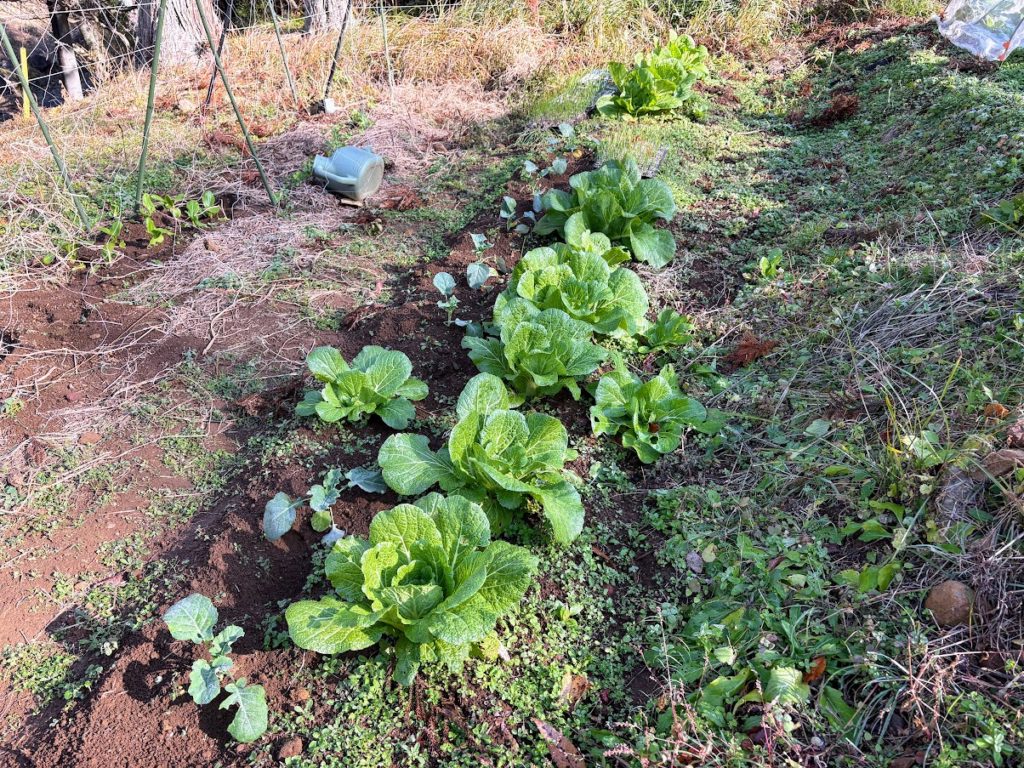 IMG_5492-1024x768 今日もミカンもぎは、お休みです。