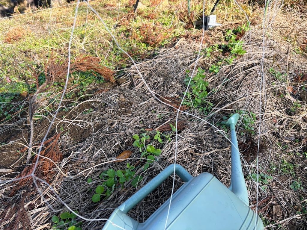 IMG_5494-1024x768 今日もミカンもぎは、お休みです。