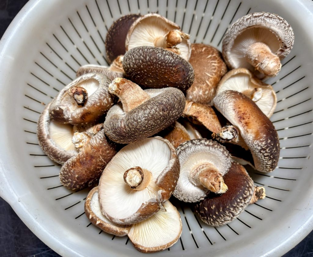 IMG_5495-EDIT-1024x840 今日もミカンもぎは、お休みです。