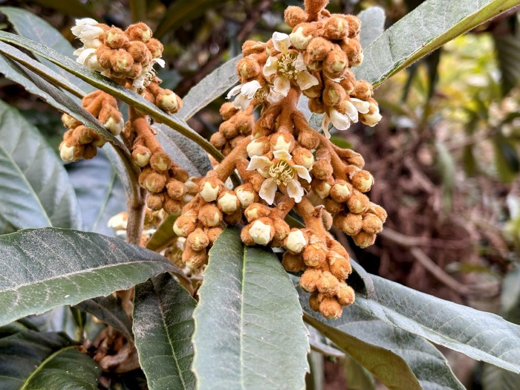 IMG_5500-EDIT-1024x768 今日もみかんもぎ