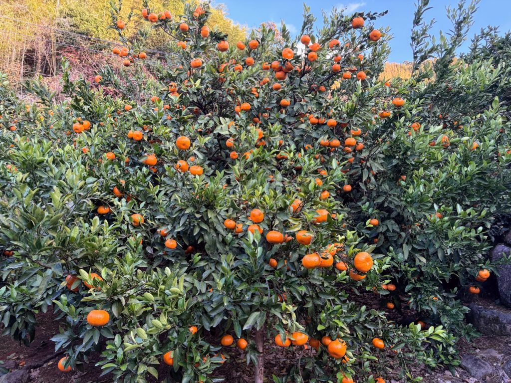 IMG_5506-1024x768 今日もみかんもぎ