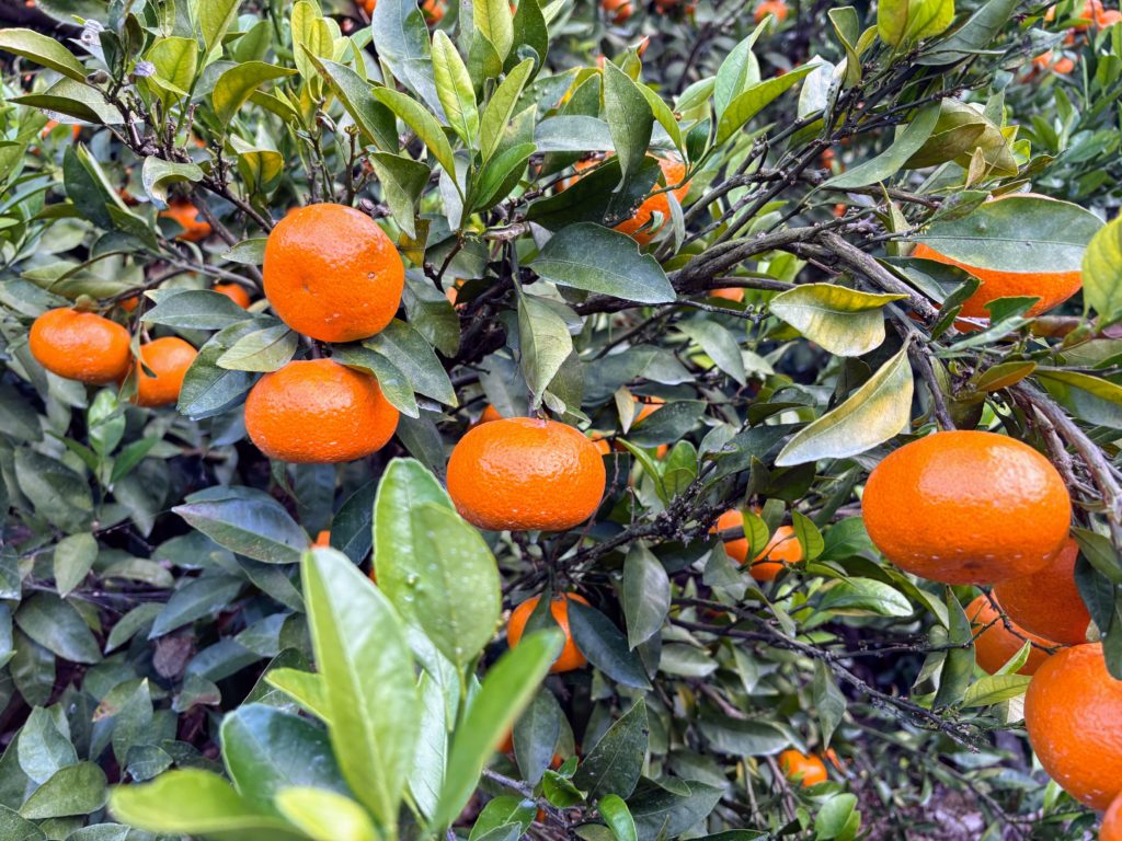 IMG_5508-1024x768 今日もみかんもぎ