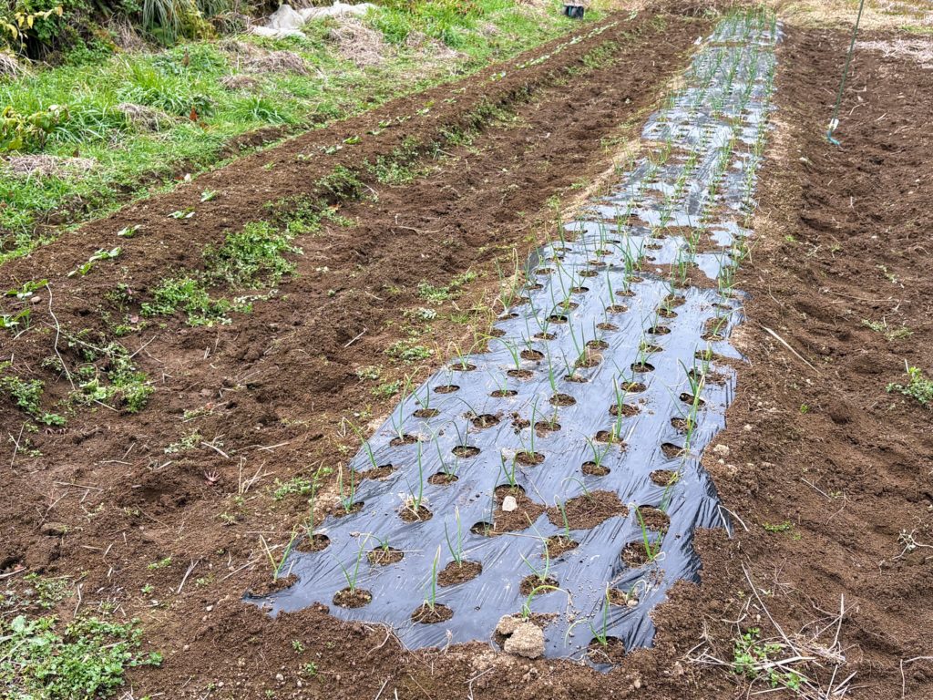 IMG_5515-1024x768 今日から明後日の午前中まで、雨の予報のため、みかんもぎは、お休みになりました。