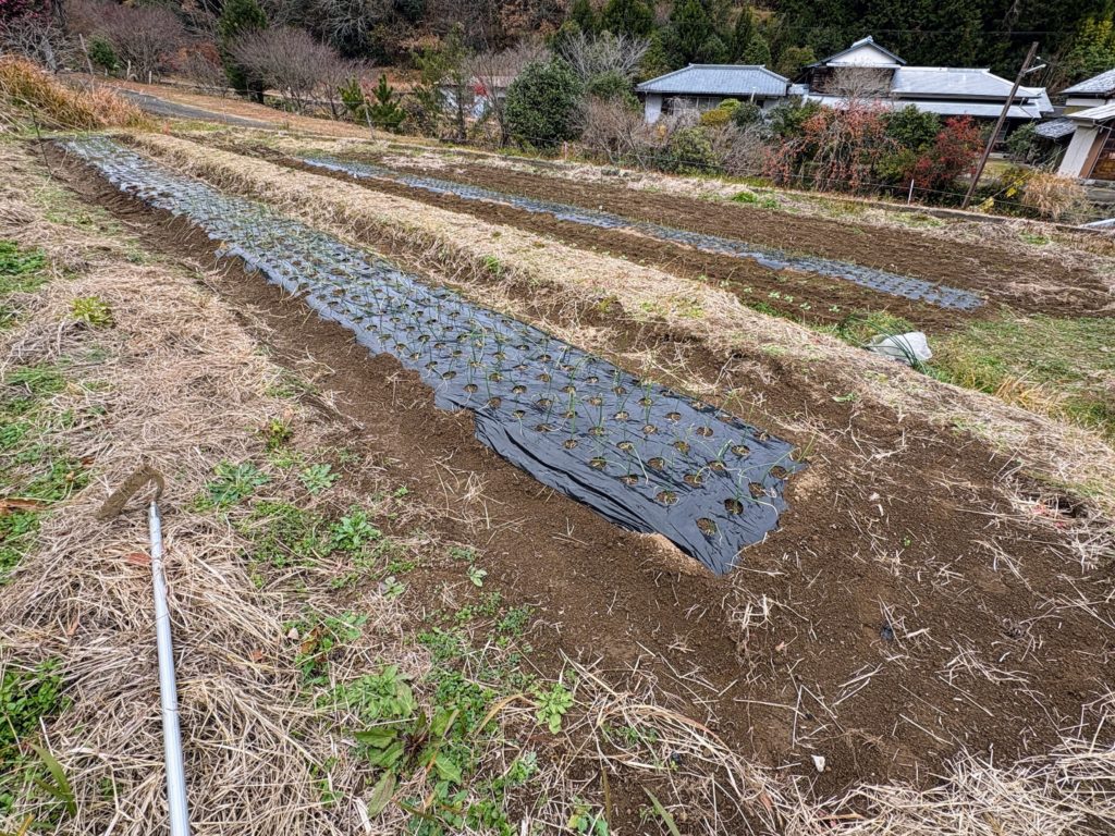 IMG_5519-1024x768 今日から明後日の午前中まで、雨の予報のため、みかんもぎは、お休みになりました。