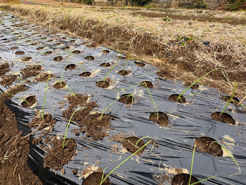 IMG_5520-1024x768 今日から明後日の午前中まで、雨の予報のため、みかんもぎは、お休みになりました。