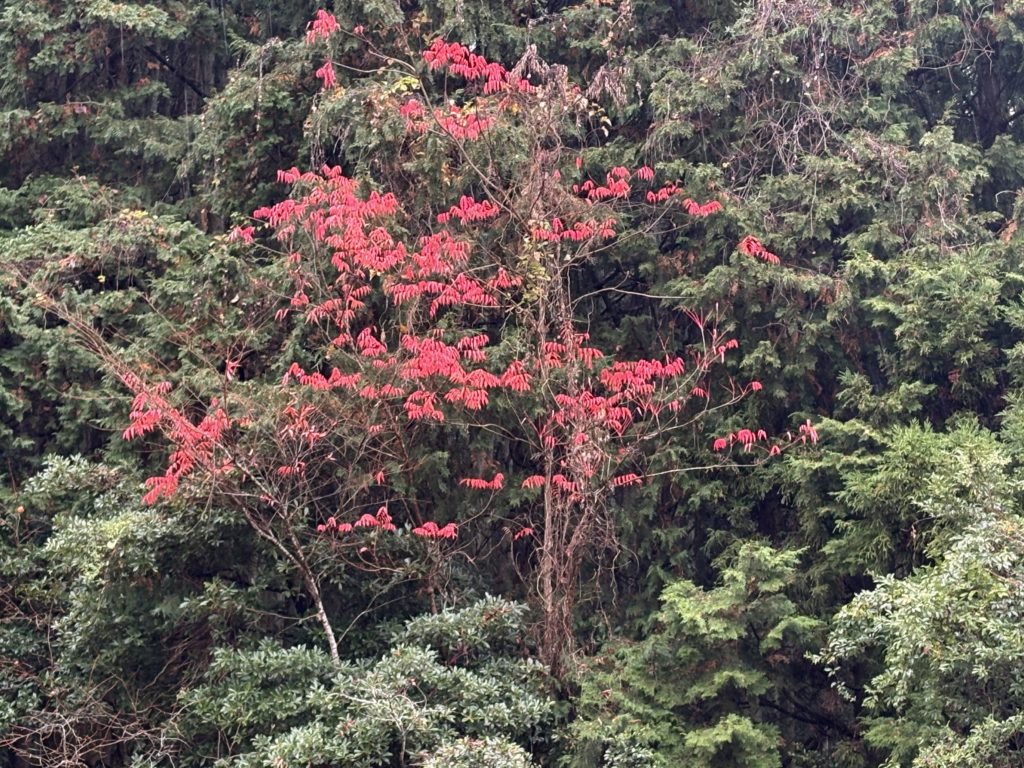 IMG_5537-1-1024x768 雨のおかげで良い休養日になりました