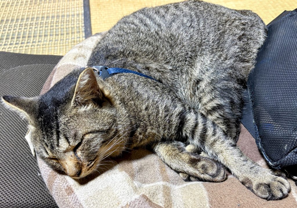 IMG_5538-EDIT-1024x717 雨のおかげで良い休養日になりました