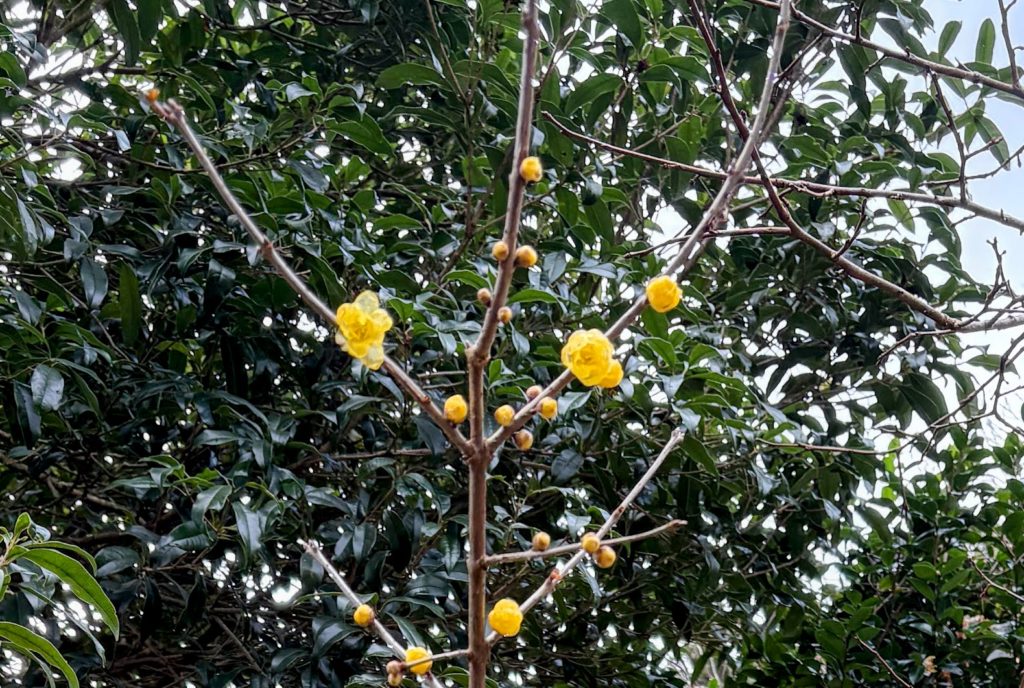 IMG_5542-EDIT-1024x688 今日は午後からみかんもぎ