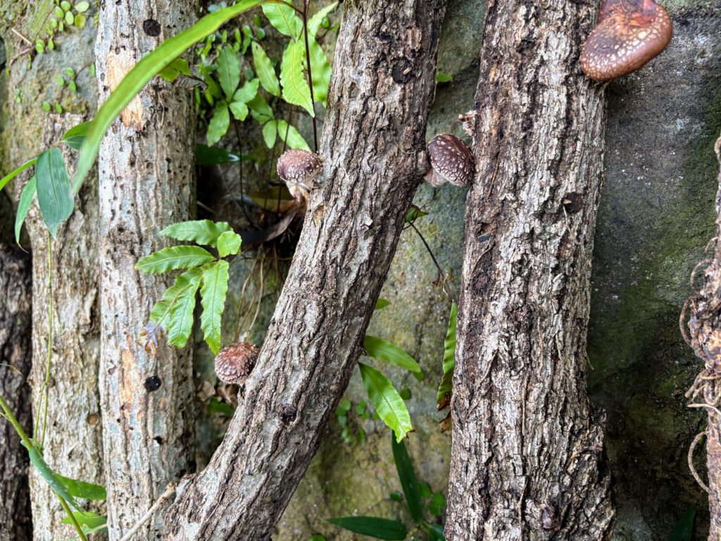 IMG_5543-1024x768 今日は午後からみかんもぎ