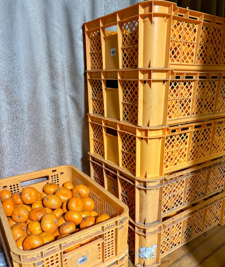 IMG_5556-EDIT-863x1024 今日は朝からみかんもぎ