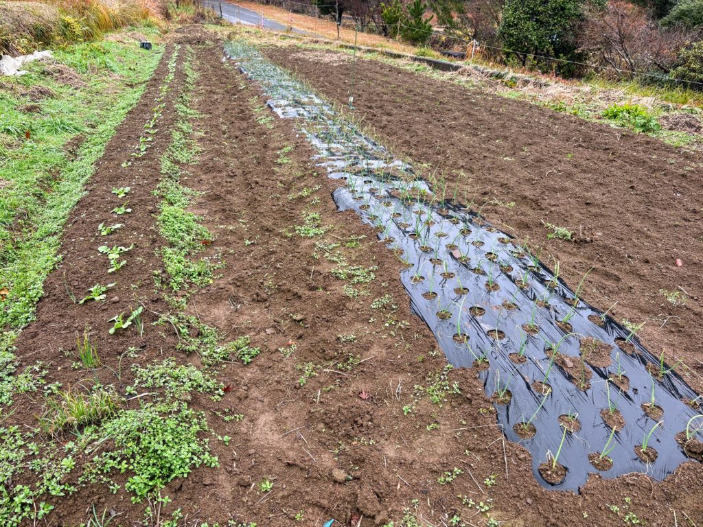 IMG_5565-1-1024x768 今日から2日間ミカンもぎはお休み