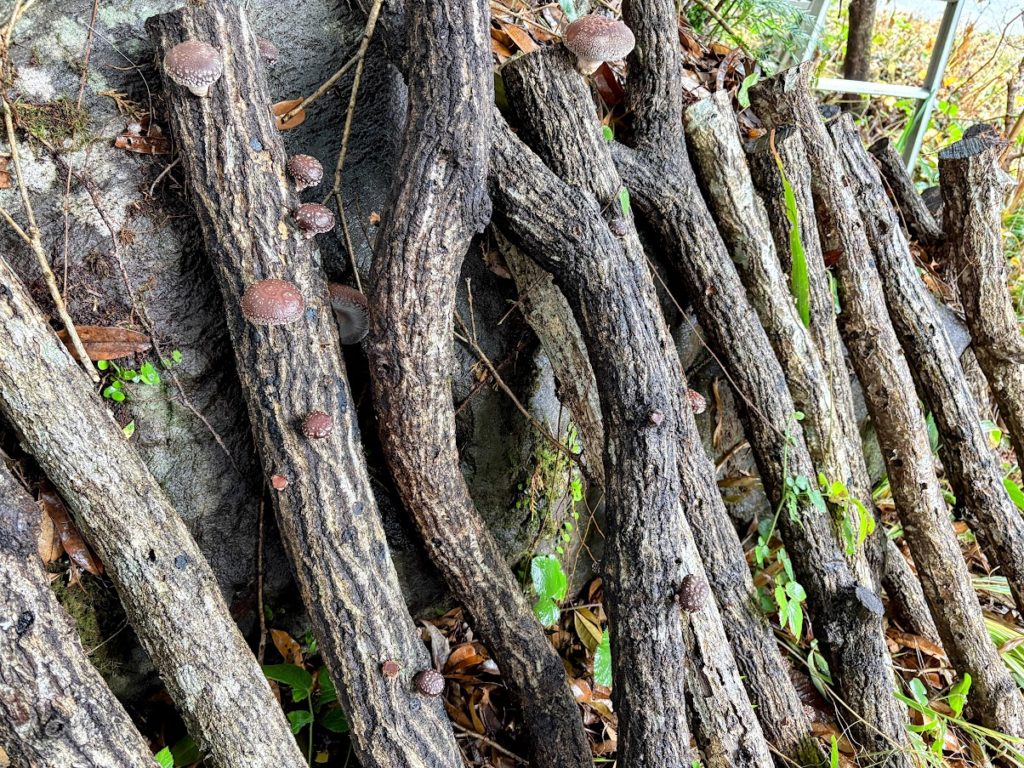 IMG_5568-EDIT-1024x768 今日から2日間ミカンもぎはお休み