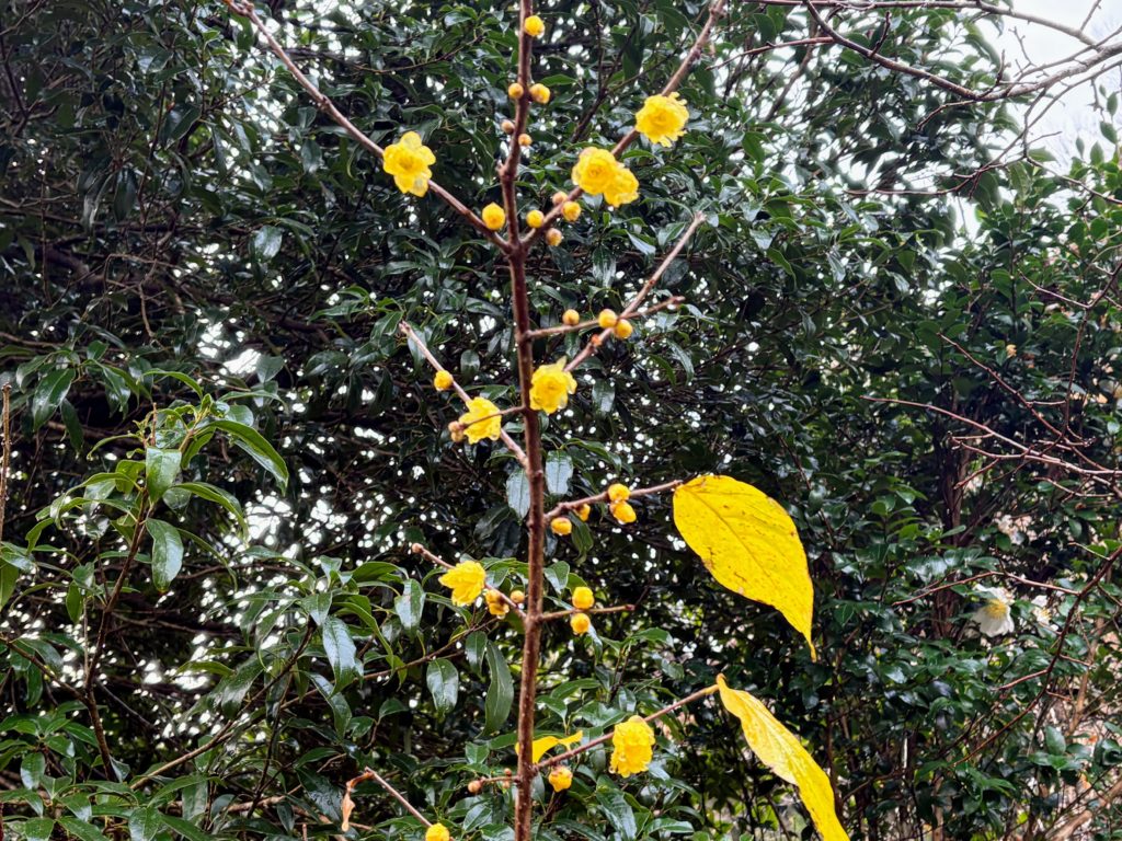 IMG_5577-1024x768 今日はクリスマスですね