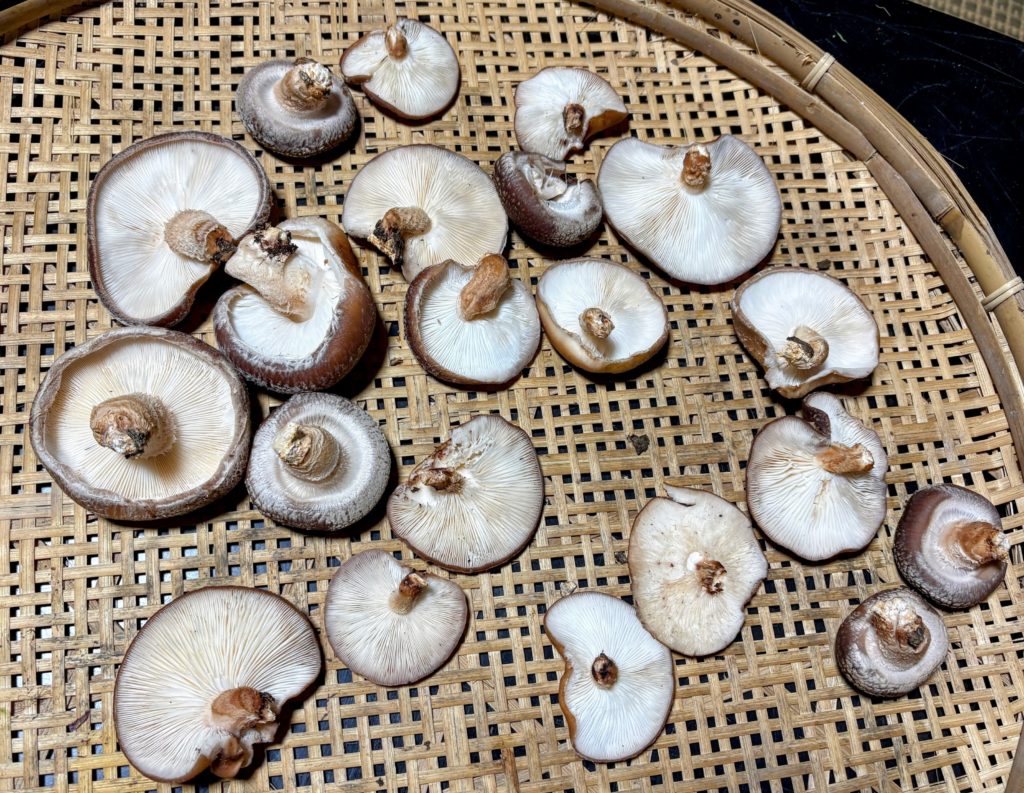 IMG_5589-EDIT-1024x793 今日はクリスマスですね