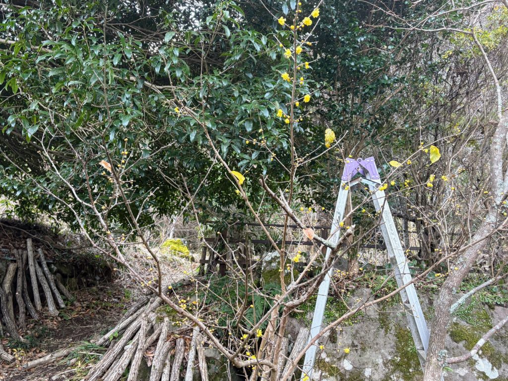 IMG_5594-1024x768 みかんもぎからの解放