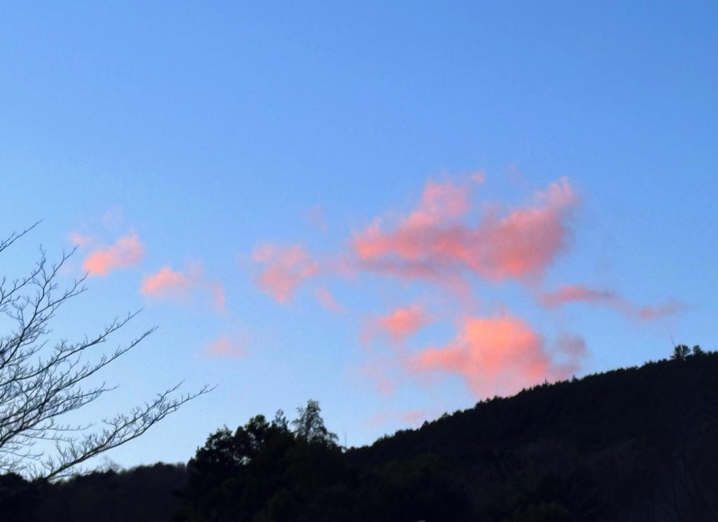 IMG_5596-EDIT-1024x745 みかんもぎからの解放