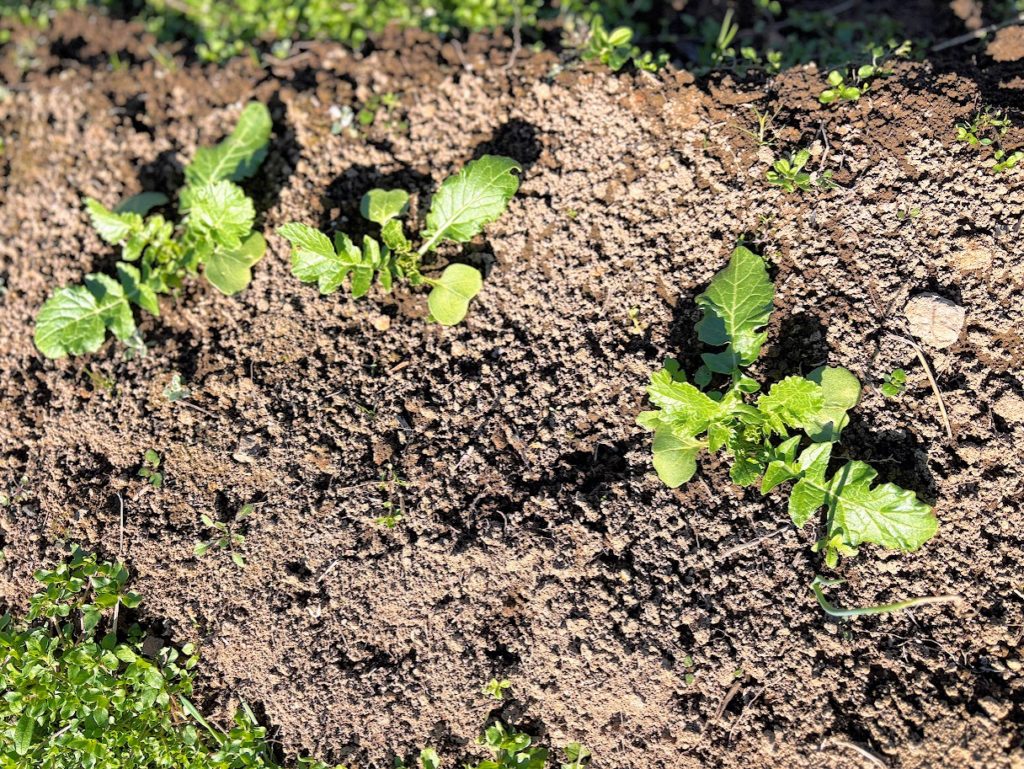 IMG_5615-1024x769 外は寒い