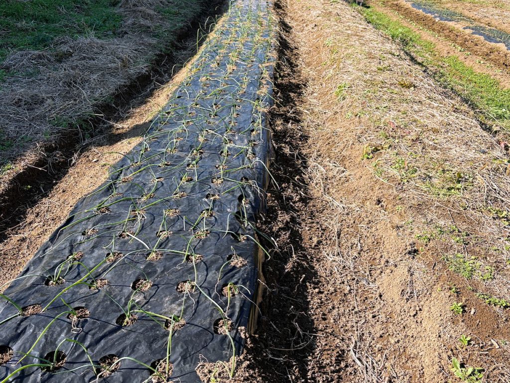 IMG_5624-1024x769 外は寒い