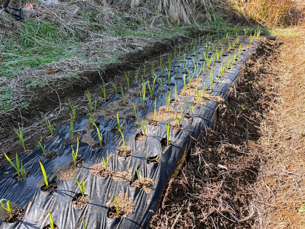 IMG_5625-1024x769 外は寒い