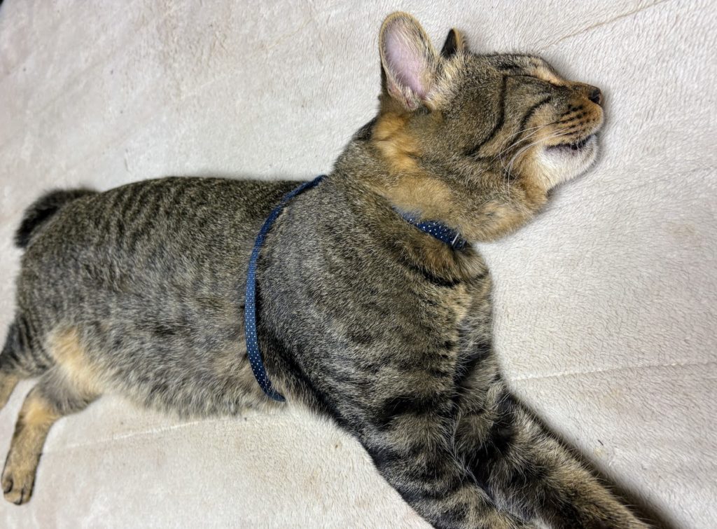 IMG_5628-1024x755 外は寒い