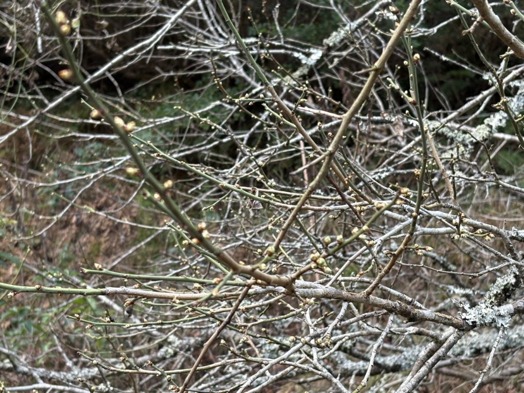 IMG_5635-1024x768 南部鉄瓶＆茶釜で茶を煮出すことの重要な意味