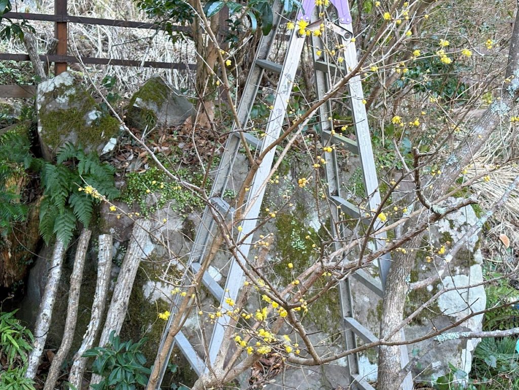 IMG_5712-1024x769 愛好会から脱会