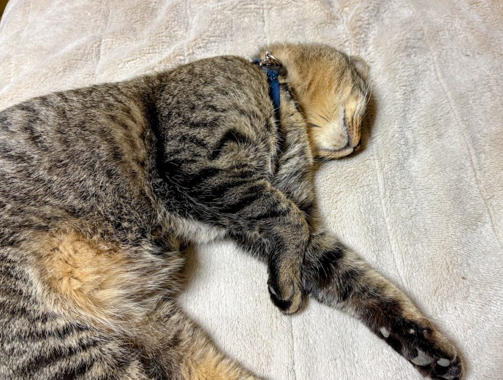 IMG_5717-EDIT-1024x773 愛好会から脱会