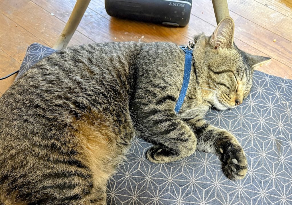 IMG_5725-EDIT-1024x717 平家物語の冒頭文