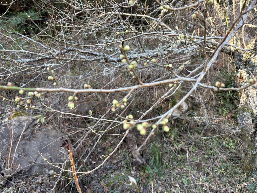 IMG_5811-1-1024x769 土肥桜開花