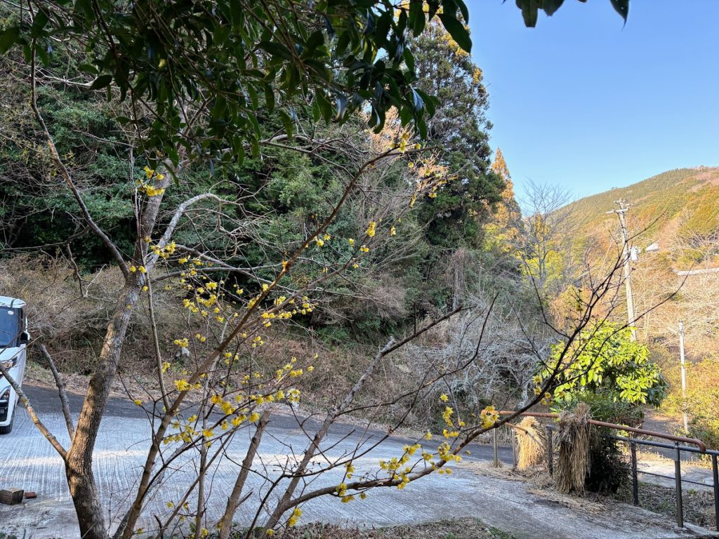 IMG_5814-1024x768 土肥桜開花