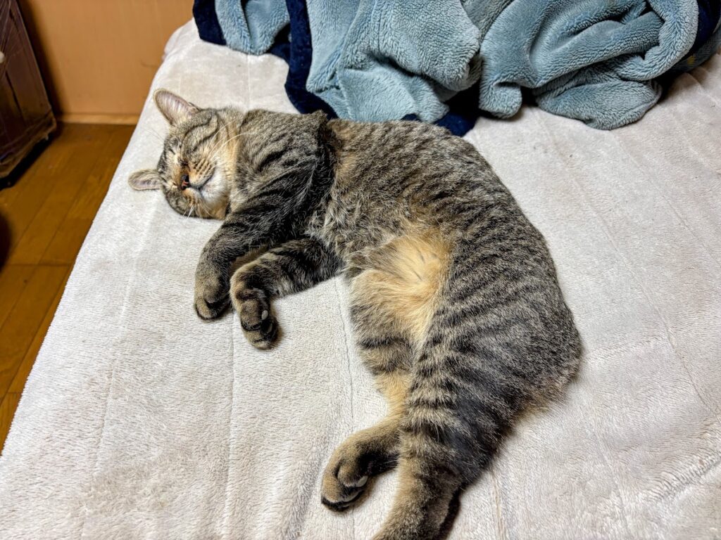 IMG_5889-EDIT-1024x768 衆院選情報