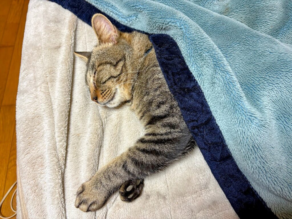 IMG_5893-EDIT-1024x768 太郎と散歩