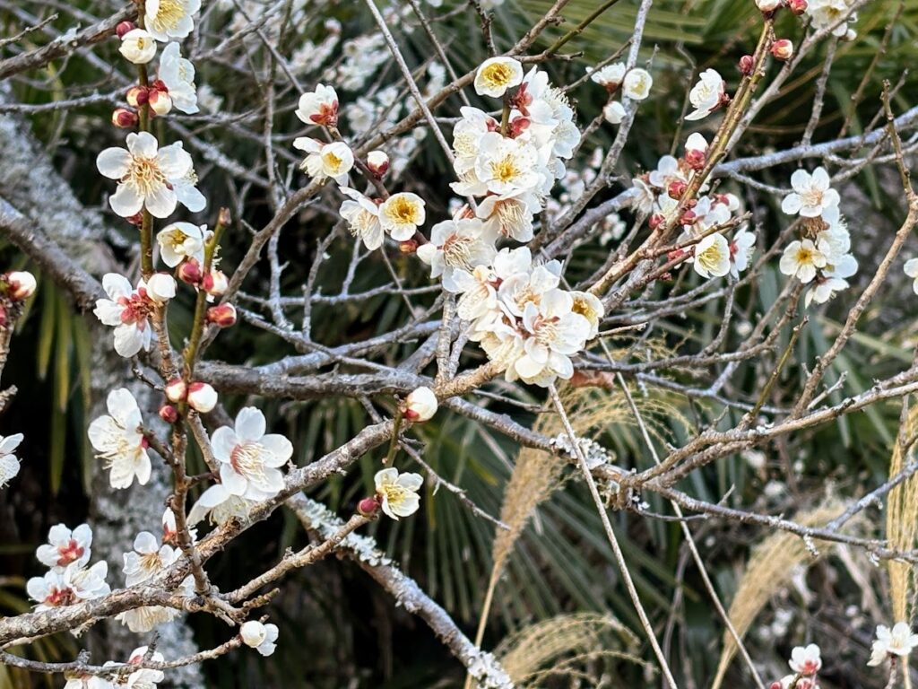 IMG_5897-1024x768 太郎と散歩