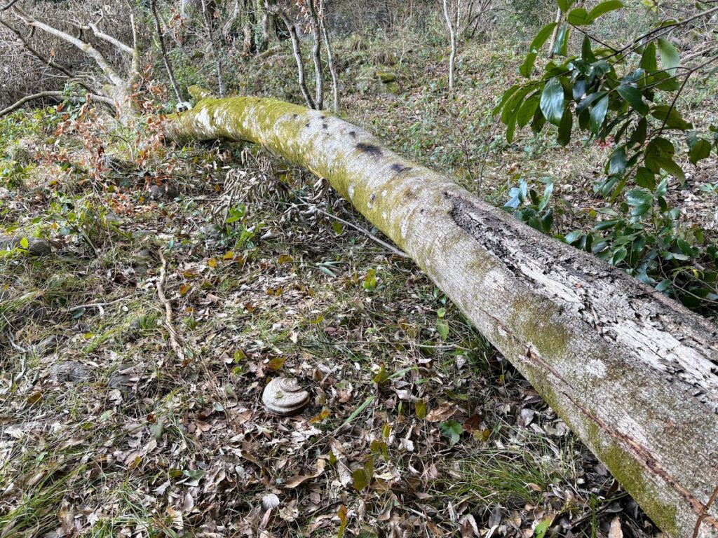 IMG_5899-1024x768 太郎と散歩