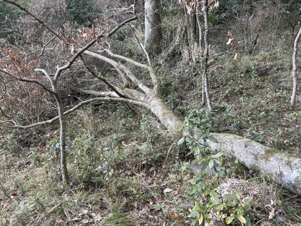 IMG_5900-1024x768 太郎と散歩