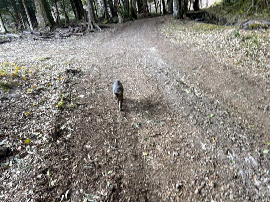 IMG_5901-1024x768 太郎と散歩