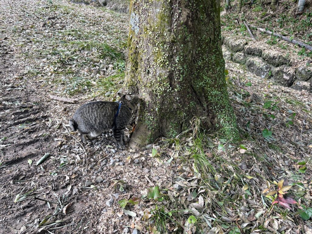 IMG_5904-1024x768 太郎と散歩