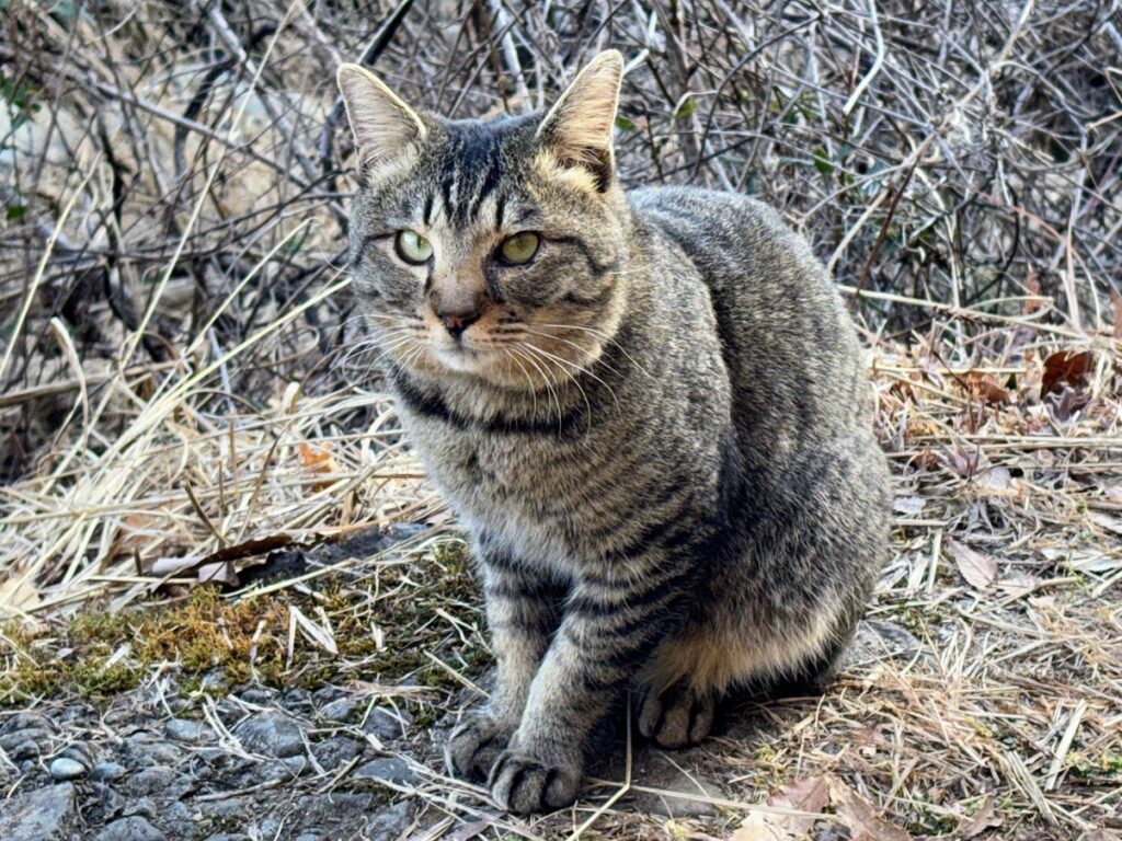 IMG_5911-1024x768 太郎と散歩