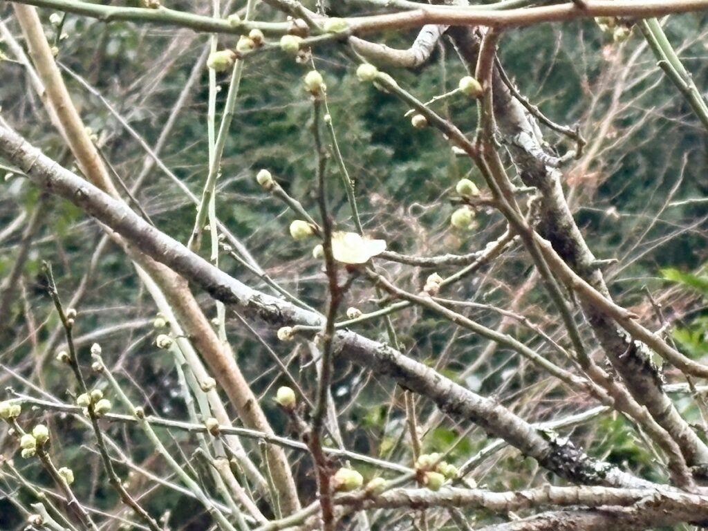 IMG_5944-1024x768 沢沿いの白梅が開花した