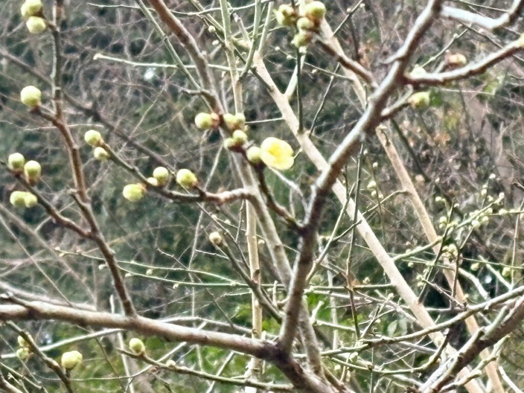 IMG_5947-1-1024x768 沢沿いの白梅が開花した