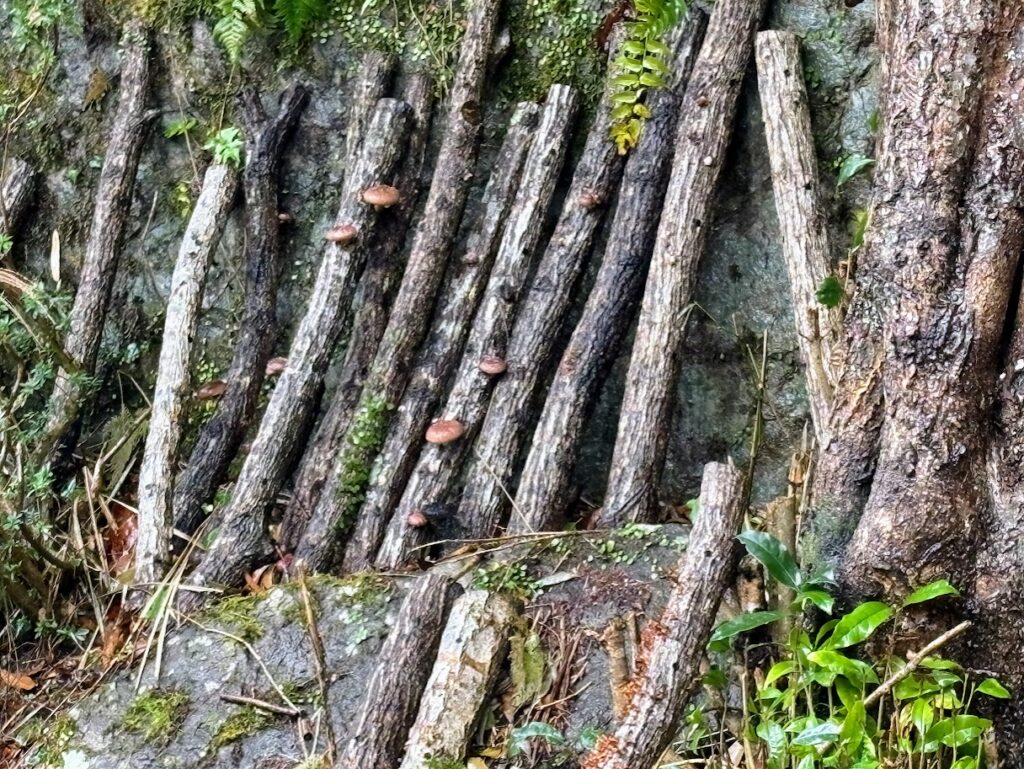 IMG_5966-1024x769 衆議院選挙2026 選挙結果