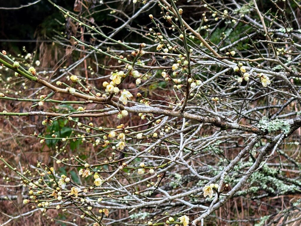 IMG_5971-1024x769 衆議院選挙2026 選挙結果